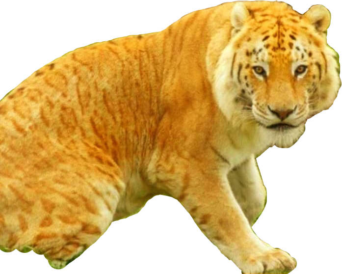 Tiliger Congratulations! The PNG Image Has Been Downloaded (#liger #freetoedit ...