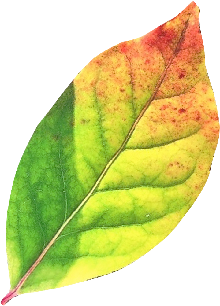 Congratulations The Png Image Has Been Downloaded Autumn Leaf Png