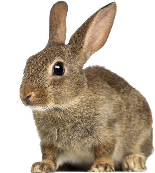 European Rabbit Transparent Congratulations! The PNG Image Has Been Downloaded (European Rabbit Png ...