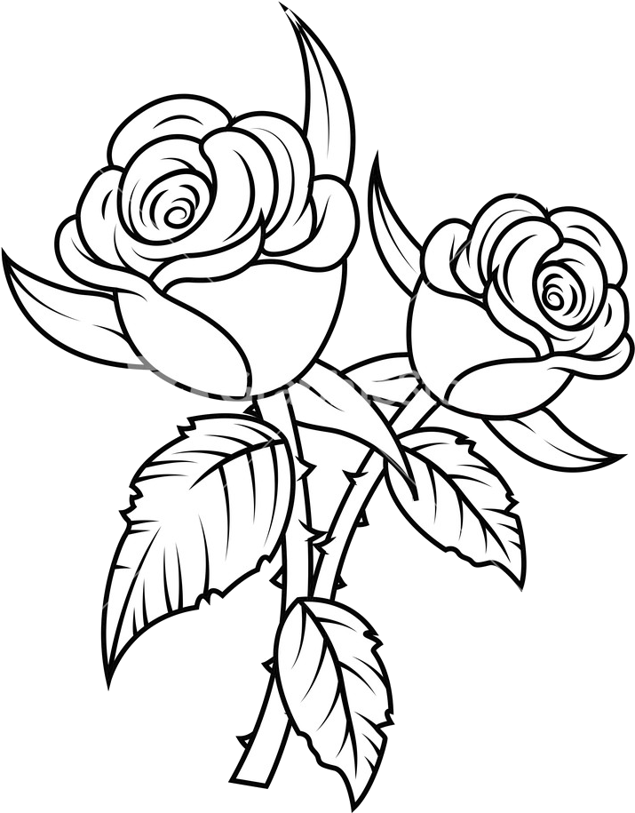 Congratulations! The PNG Image Has Been Downloaded (Rose Flower Black