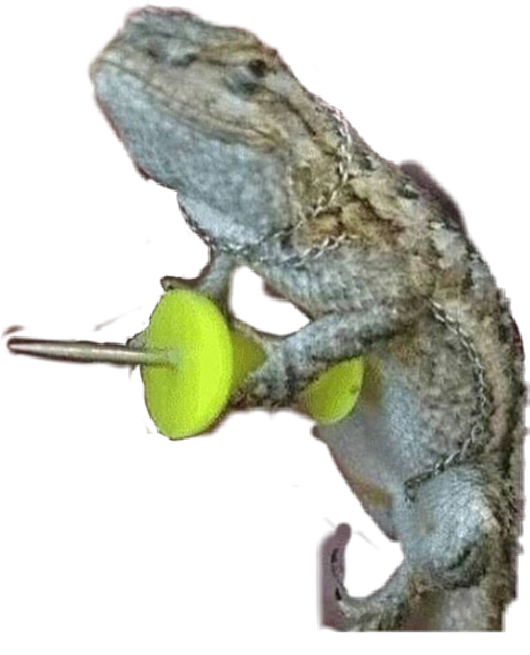 Congratulations! The PNG Image Has Been Downloaded (#geko #gecko # ...