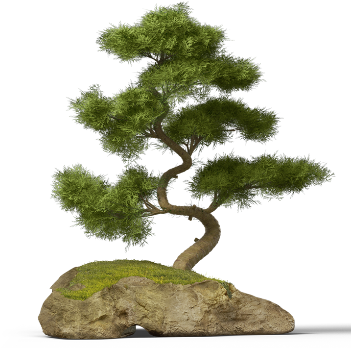 Congratulations! The PNG Image Has Been Downloaded (Transparent Bonsai