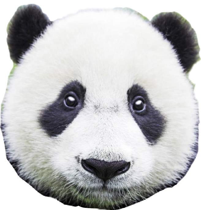 Pander Head Congratulations! The PNG Image Has Been Downloaded (#panda #head #face ...
