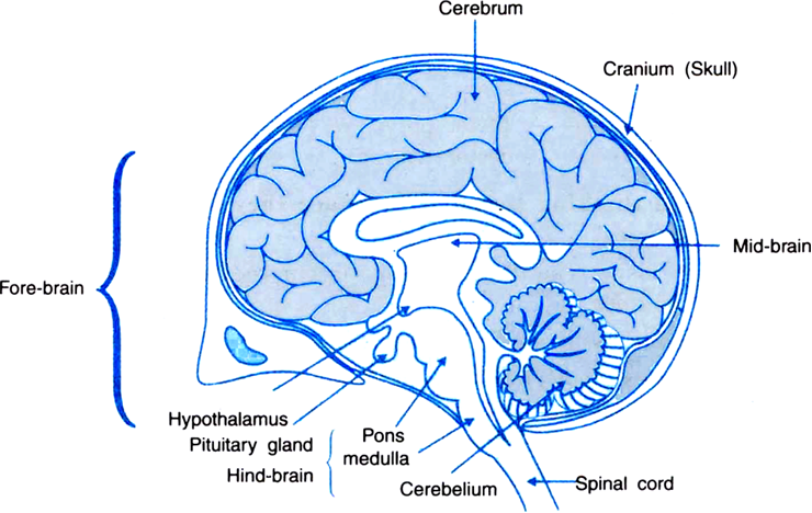 Congratulations! The PNG Image Has Been Downloaded (- Human Brain With