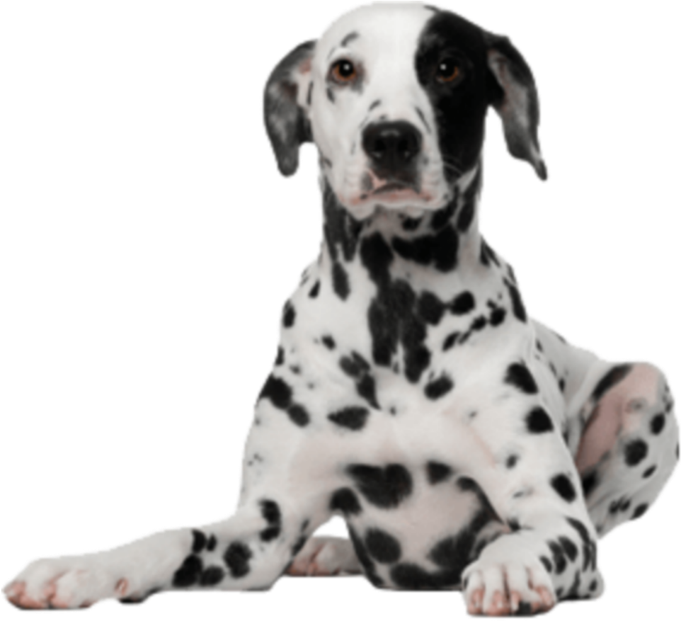 Congratulations! The PNG Image Has Been Downloaded (Great Dane Png