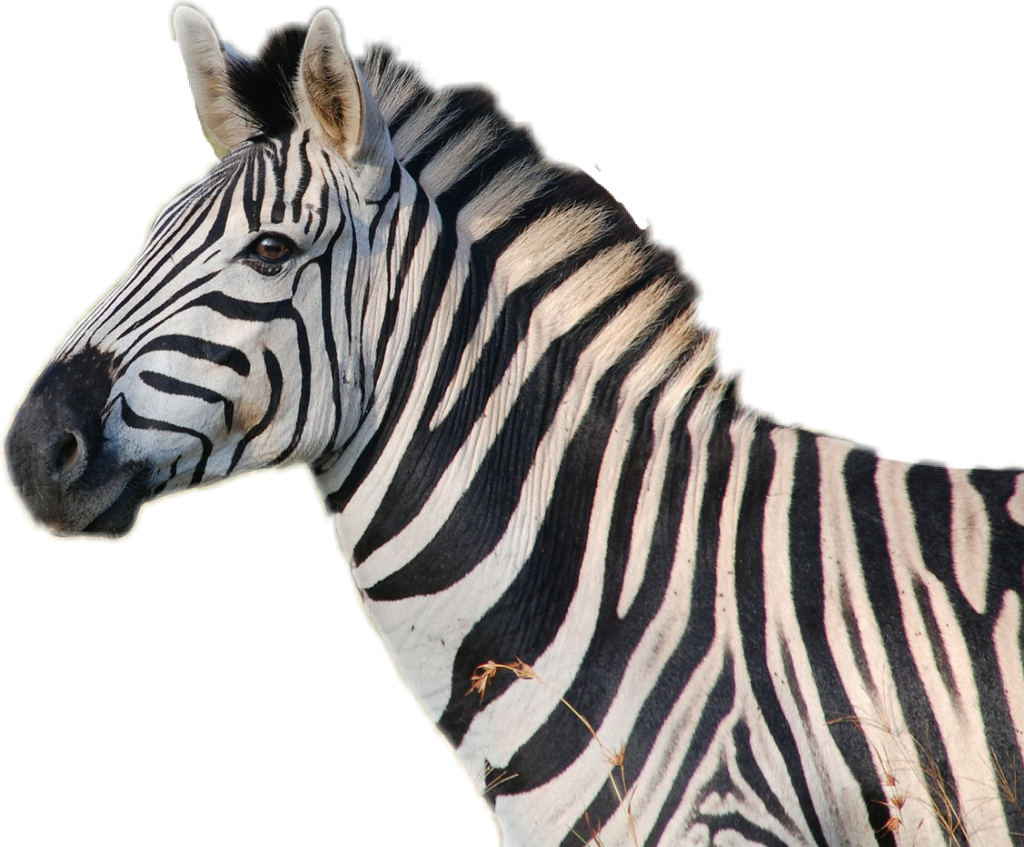 Congratulations! The PNG Image Has Been Downloaded (Transparent Zebra
