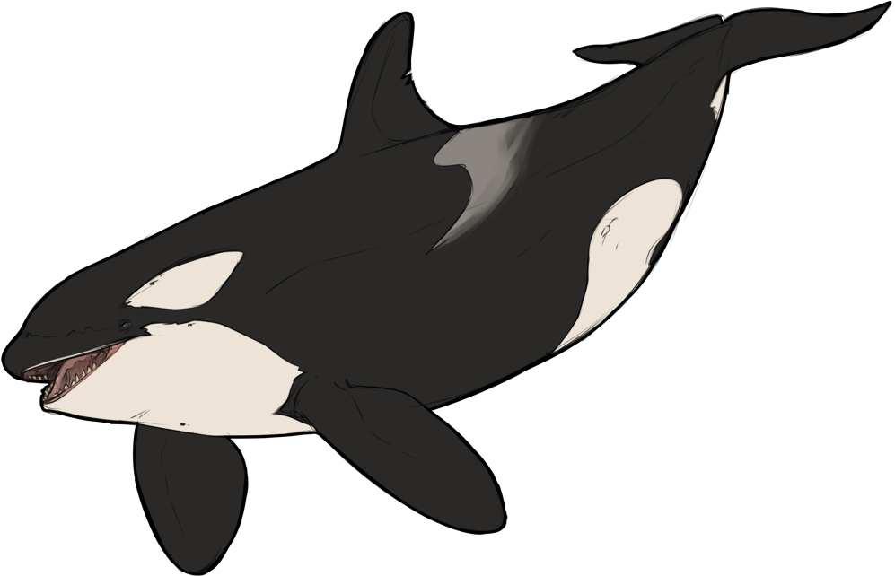 Congratulations The Png Image Has Been Downloaded Killer Whale