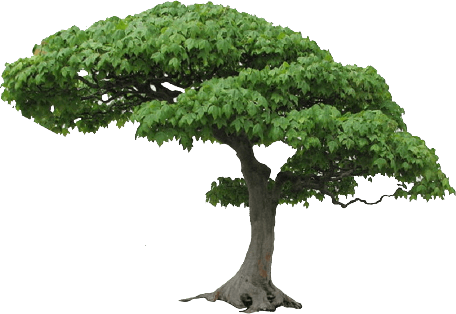 Congratulations! The PNG Image Has Been Downloaded (Tree Png Picture