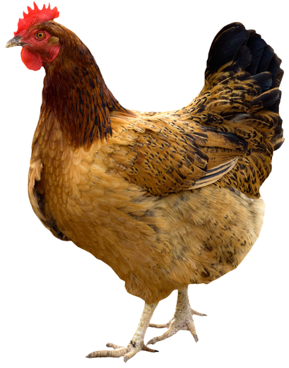 Congratulations! The PNG Image Has Been Downloaded (Hen Png Pic - Nattu ...