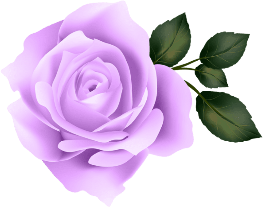 Congratulations! The PNG Image Has Been Downloaded (Purple Rose Png