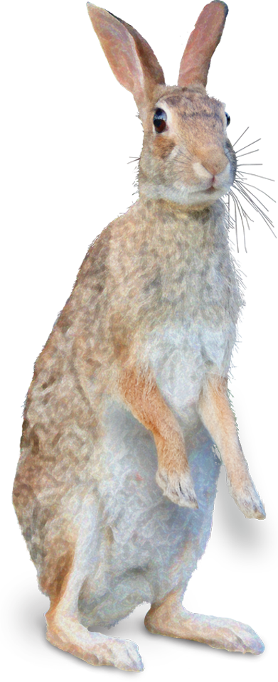 Congratulations! The PNG Image Has Been Downloaded (Mister Rabbit ...