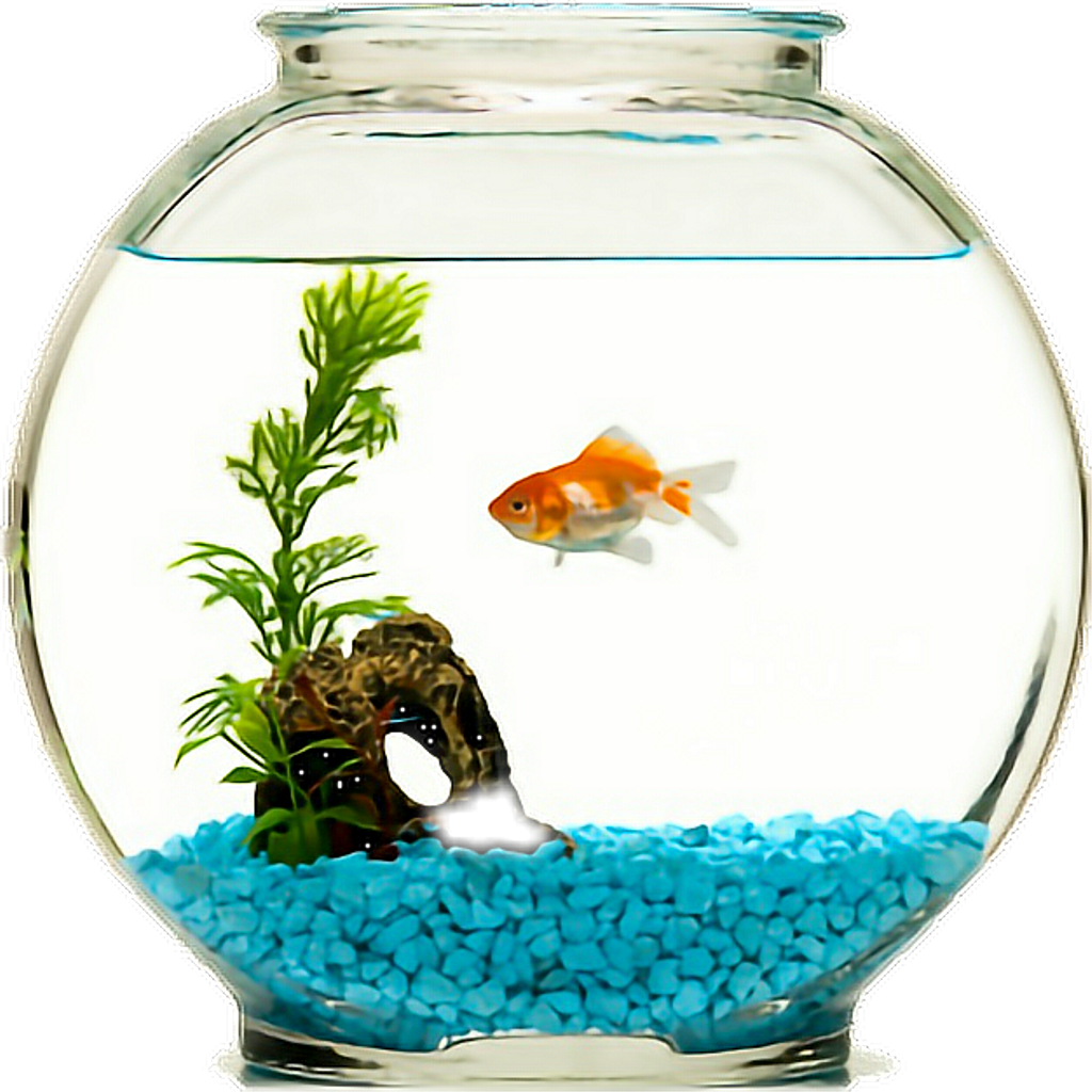 Congratulations! The PNG Image Has Been Downloaded (Goldfish Bowl , Png