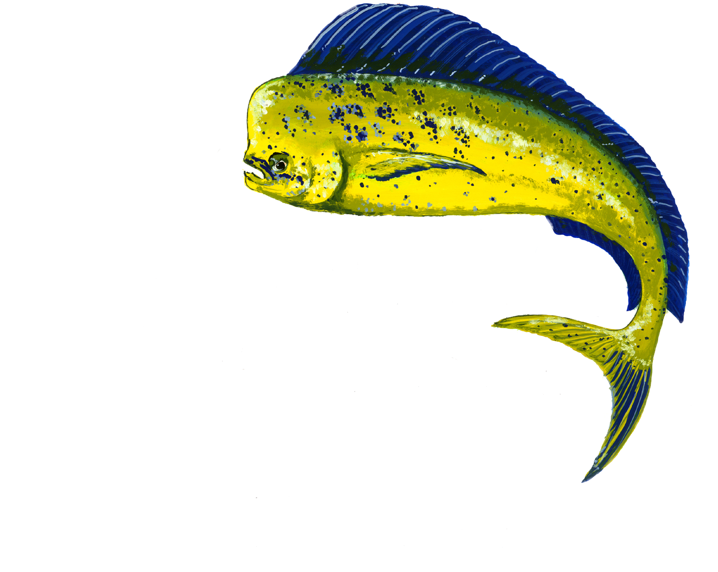 Congratulations! The PNG Image Has Been Downloaded (Transparent Fish