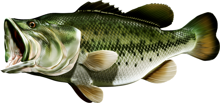 Congratulations! The PNG Image Has Been Downloaded (Bass Fish Png ...