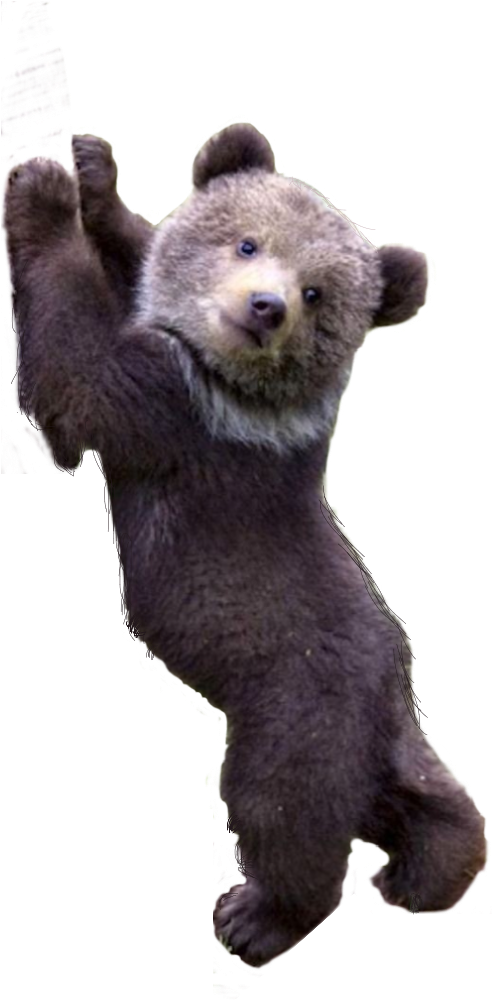 Congratulations! The PNG Image Has Been Downloaded (Transparent Bear