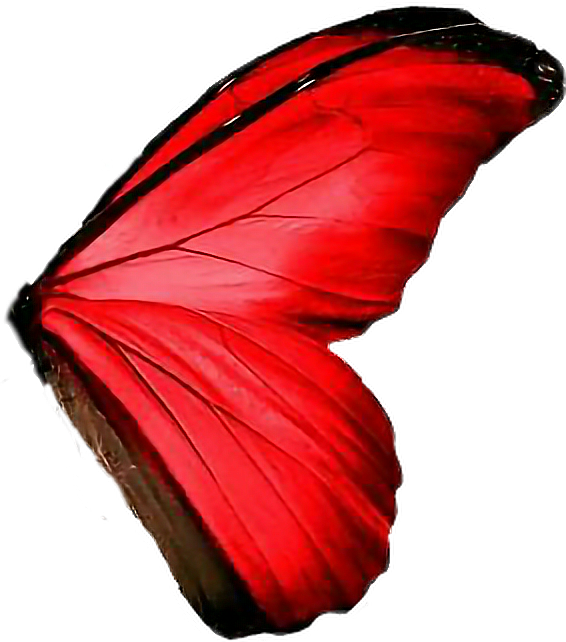 Congratulations! The PNG Image Has Been Downloaded (butterfly wings red amazing Red