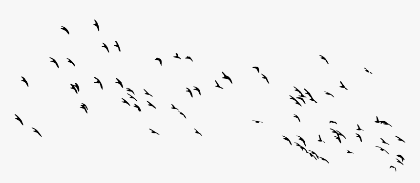 Transparent Flock Of Birds, HD Png Download