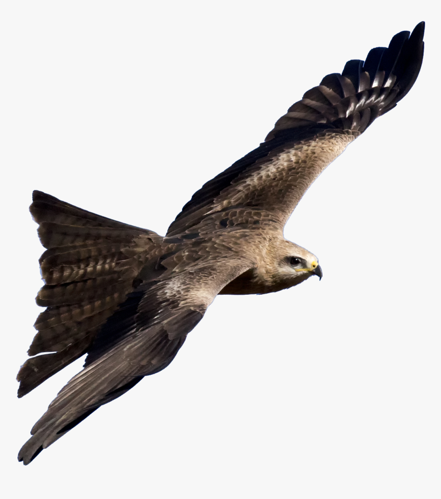 0 Bird Png , Png Download - Black Kite Png, Transparent Png