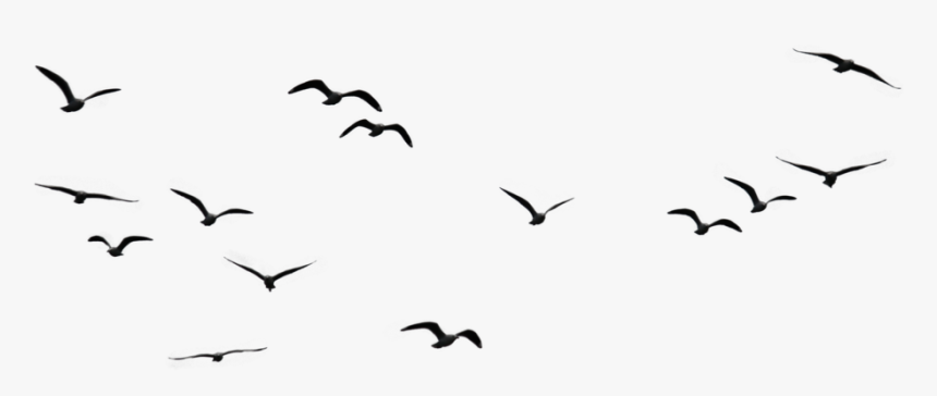 Flock Of Birds Png Images Transparent Free Download - Birds Flying In The Sky Drawing, Png Download