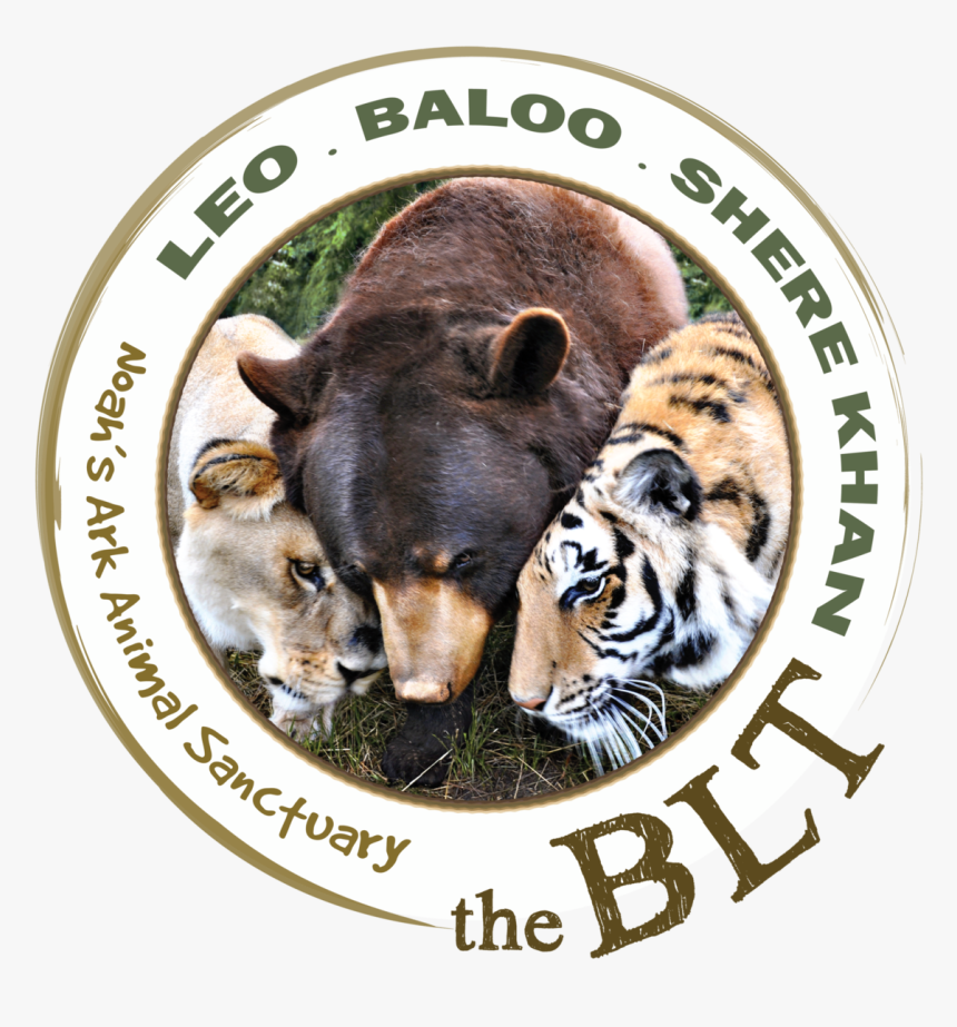 Transparent Baloo Png - Lion Tiger And Bear Bff, Png Download