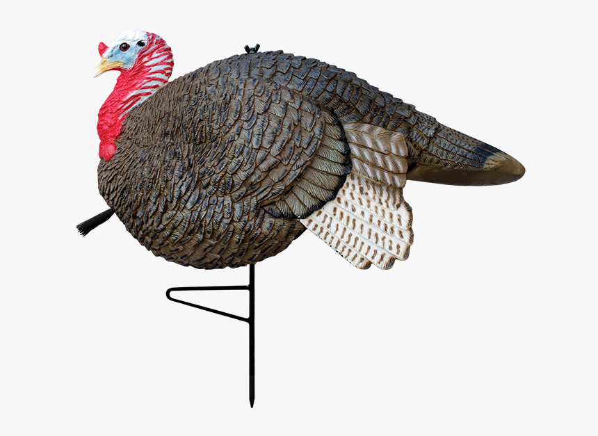 Gobbstopper Jake - Pavo Macho Y Hembra, HD Png Download