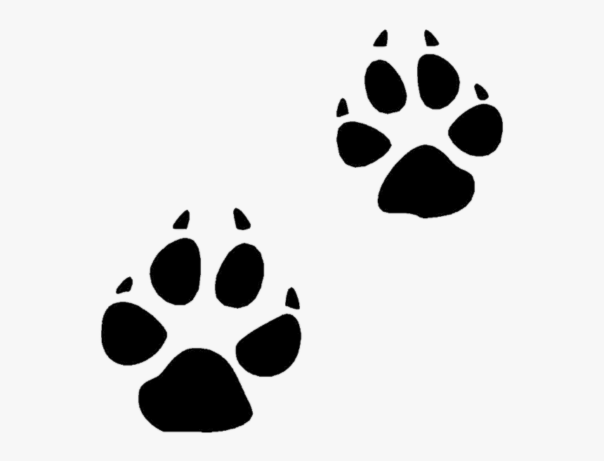 Coyote Paw Prints - Animal Track Clipart, HD Png Download