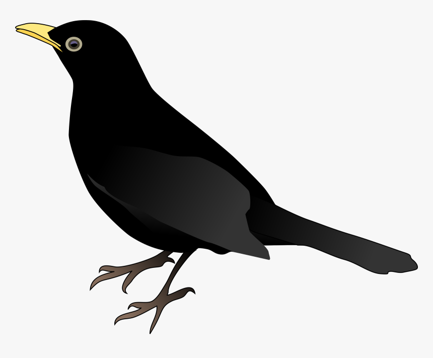 Download Blackbird Png Clipart - Pakistan Marine Academy Logo, Transparent Png