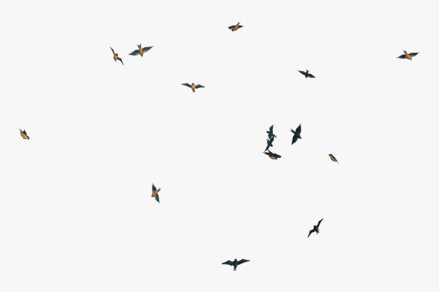 Flying Bird Png Image - Giraffe Cartoon Black And White, Transparent Png