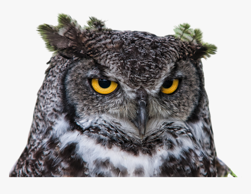 Owl, Grand Duke, Png, Clipping, Raptor, Head, Bird - Bird Head Png, Transparent Png