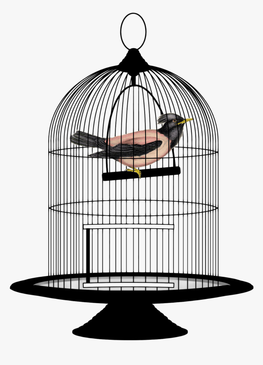 Cage Bird Png Image - Bird In A Cage Png, Transparent Png