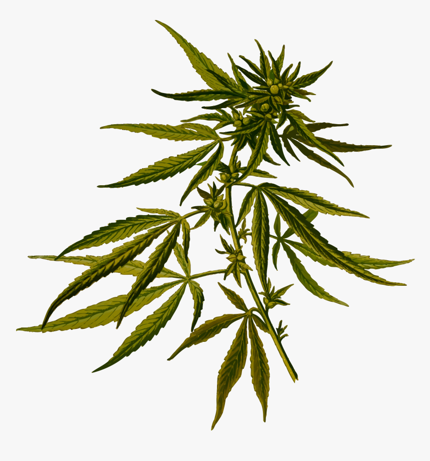 Cannabis Clip Arts - Cannabis Sativa, HD Png Download