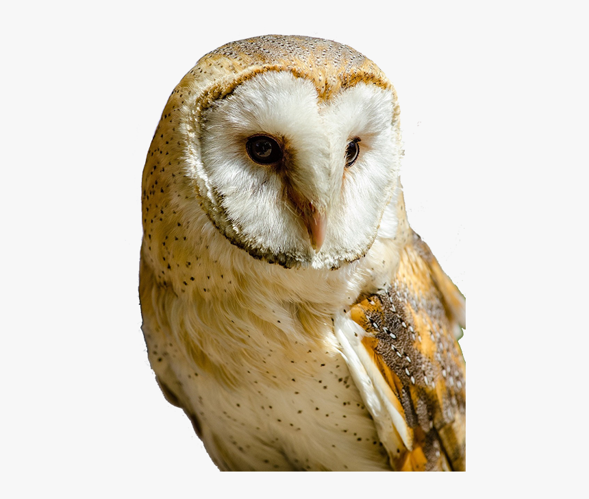 Transparent Barn Owl Clipart - White And Yellow Owl, HD Png Download