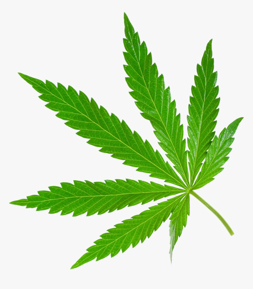 Image Purepng Free Transparent - Cannabis Png, Png Download