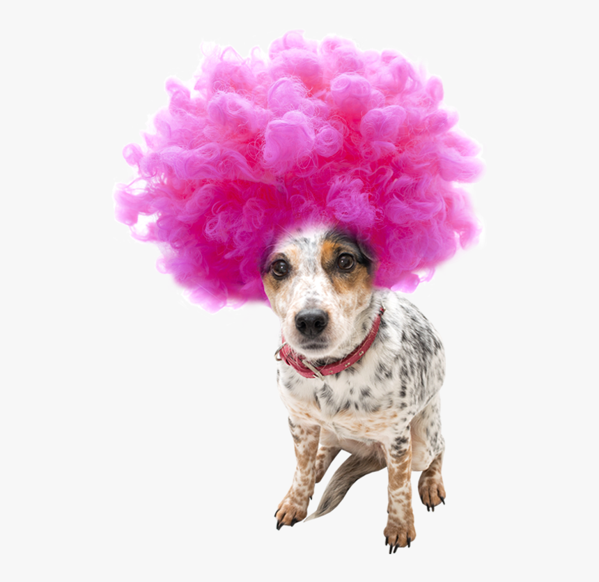 Transparent Afro Wig Png - Pink Wig Clipart, Png Download