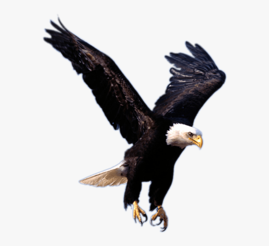 Eagle Landing - Transparent Background Eagle Logo, HD Png Download