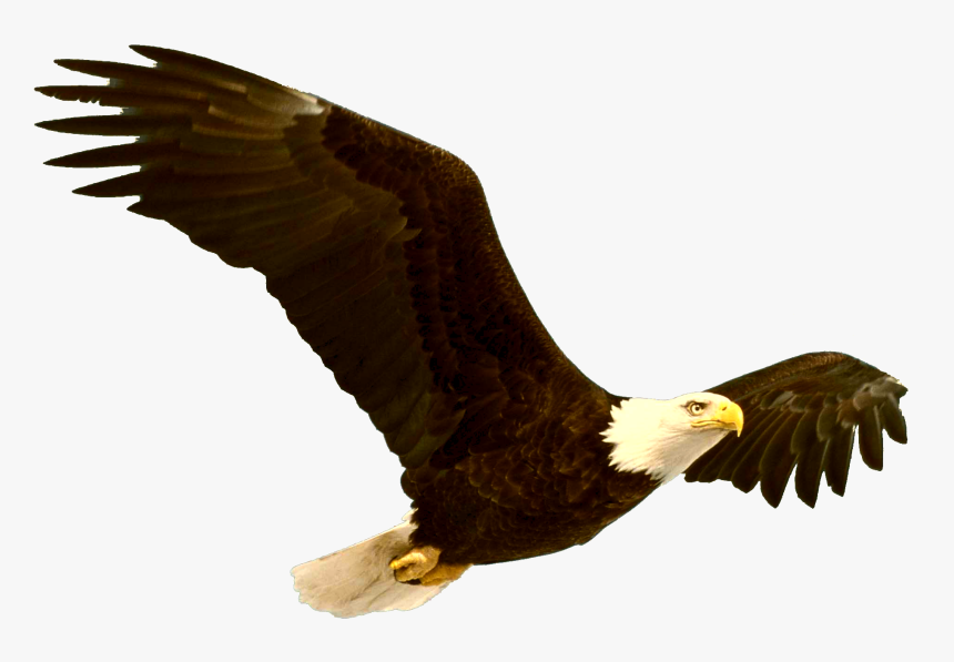Download Bald Eagle Png File - Grand Canyon Bald Eagle, Transparent Png