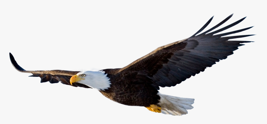 Download Bald Eagle Png File - Flying Eagle Png, Transparent Png