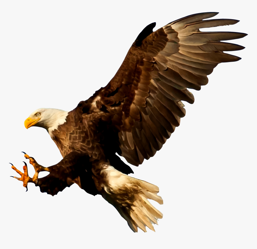 Bald Eagle Bird Silhouette - Bald Eagle Silhouette Png, Transparent Png