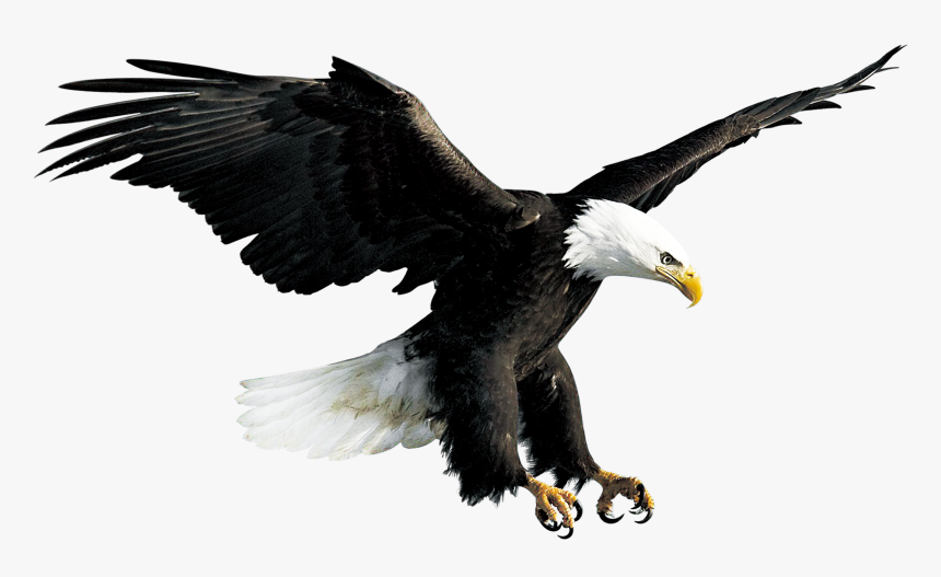 Bald Eagle Hawk Falconiformes - Eagle Png, Transparent Png
