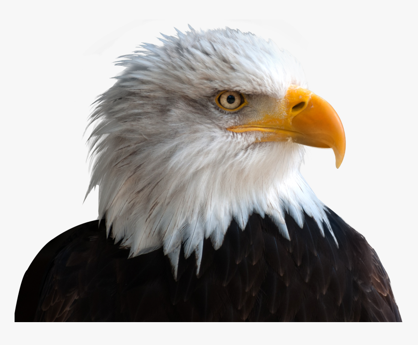 Eagle Png Image, Transparent Png