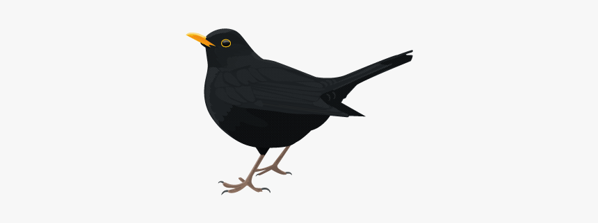 Download Blackbird Png Transparent Picture For Designing - Transparent Background Cow Png, Png Download
