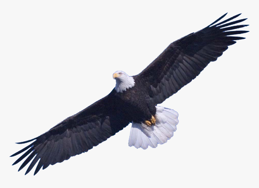 Download Bald Eagle Png Image - Eagle Transparent, Png Download