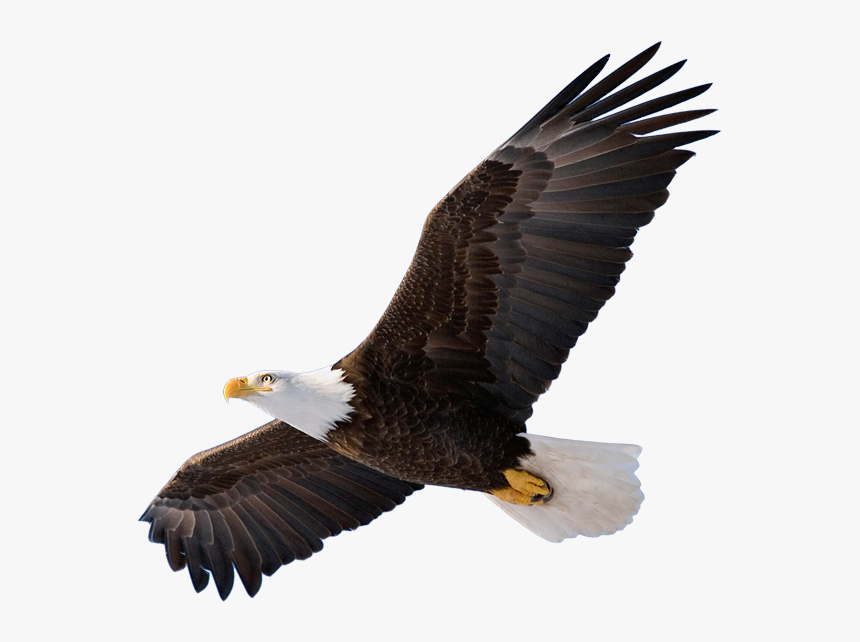 Eagle Png Transparent Image - Ea Dlc, Png Download