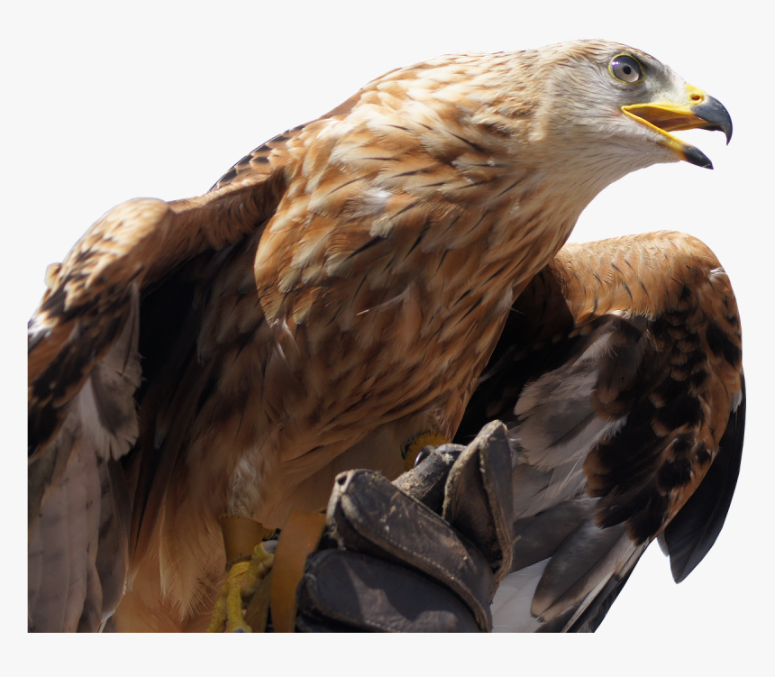 Golden Eagle - Golden Eagle Png, Transparent Png