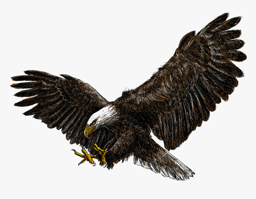 Flying Eagles Png Download - Bald Eagle White Background, Transparent Png