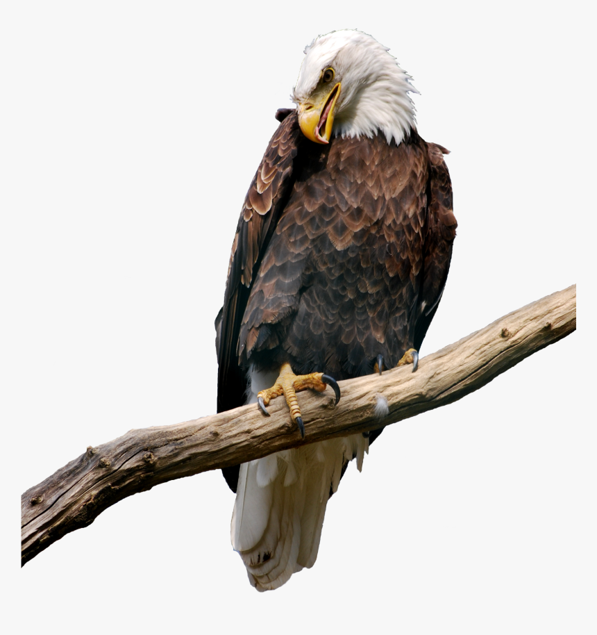 Eagle On Branch Png, Transparent Png
