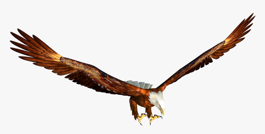 Transparent Hawk Clipart - Transparent Eagle Flying Png, Png Download