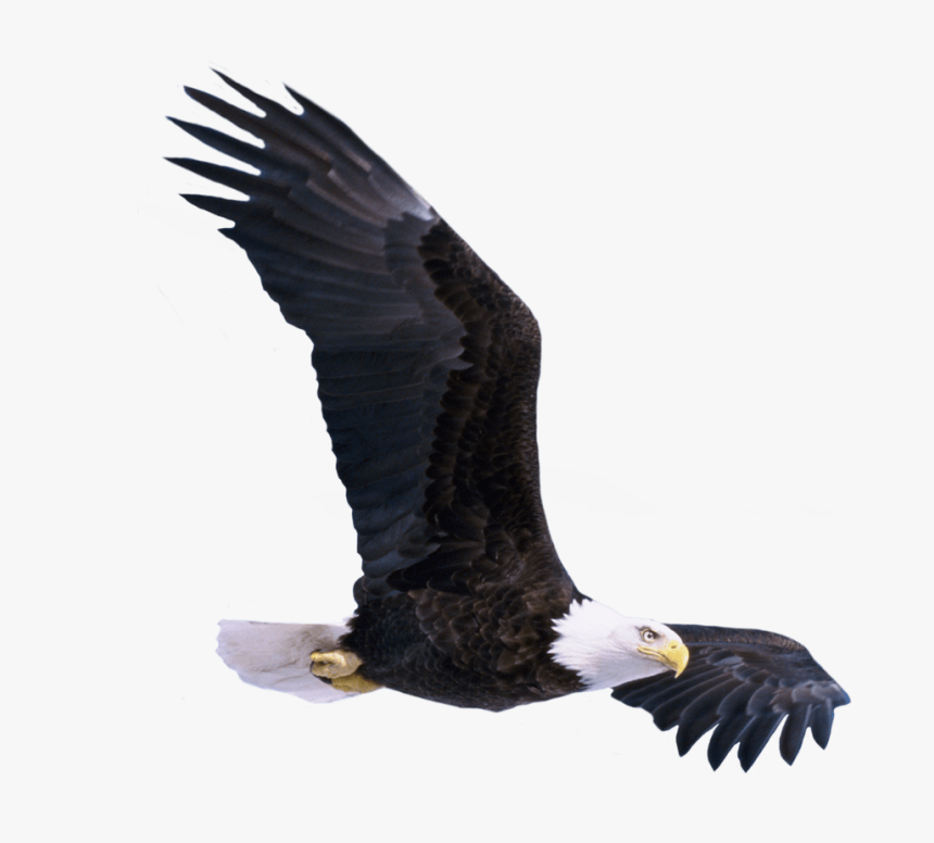 Eagle Png - Bird Png For Picsart, Transparent Png