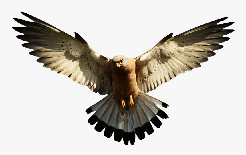 Now You Can Download Eagle Transparent Png Image - Eagle Clipart Png, Png Download
