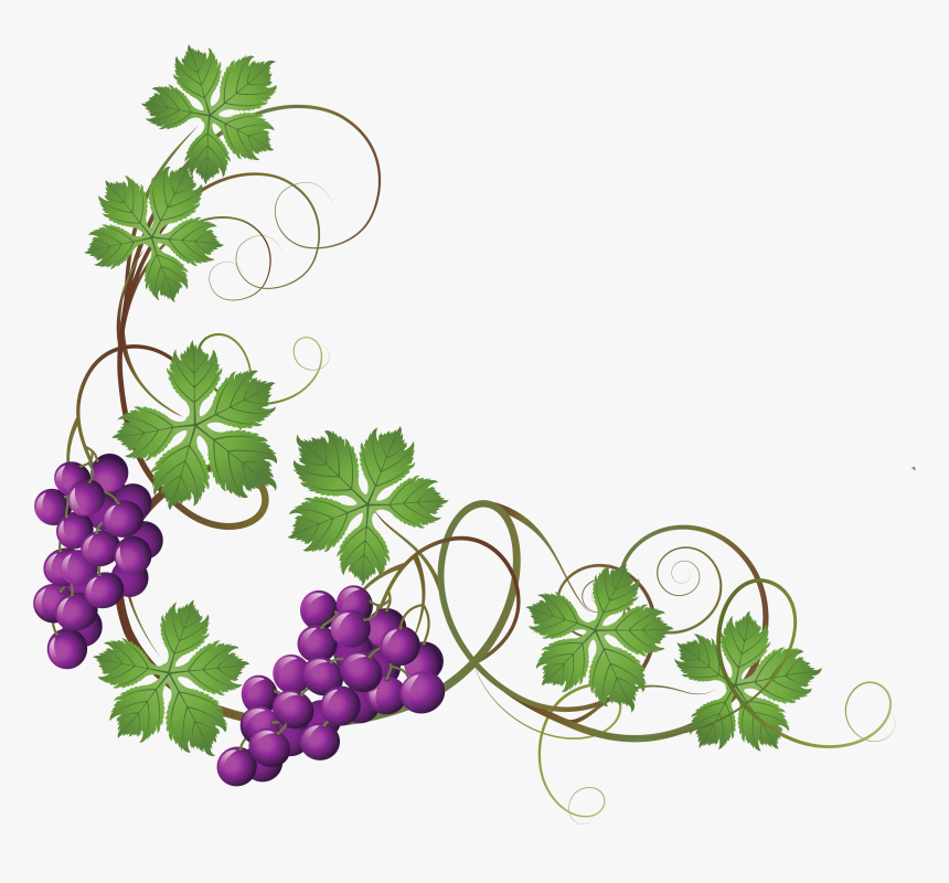 Transparent Vine Decoration Png - Grapes On Vine Clipart, Png Download